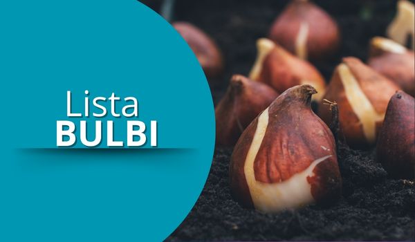 bulbi
