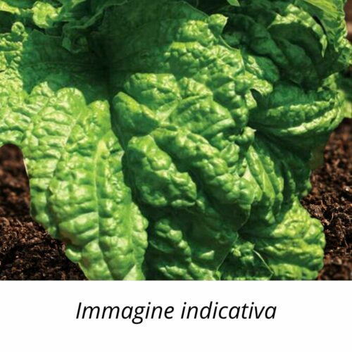 Semi di Basilico foglia di lattuga
