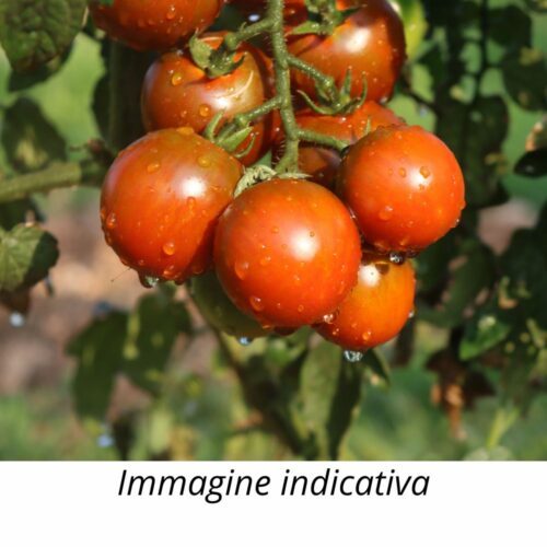 Semi di pomodoro Camone
