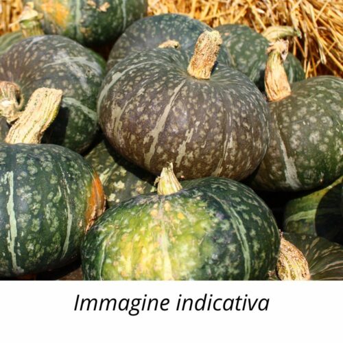 Semi zucca Delica