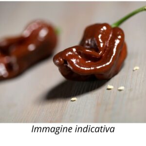 20 Semi di Peperoncino Habanero chocolate