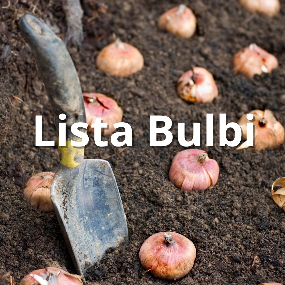 Lista Bulbi