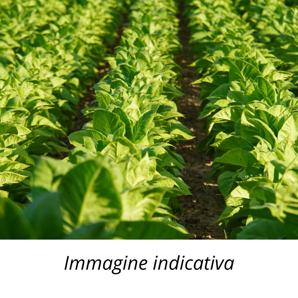 10 Semi Pianta del Tabacco