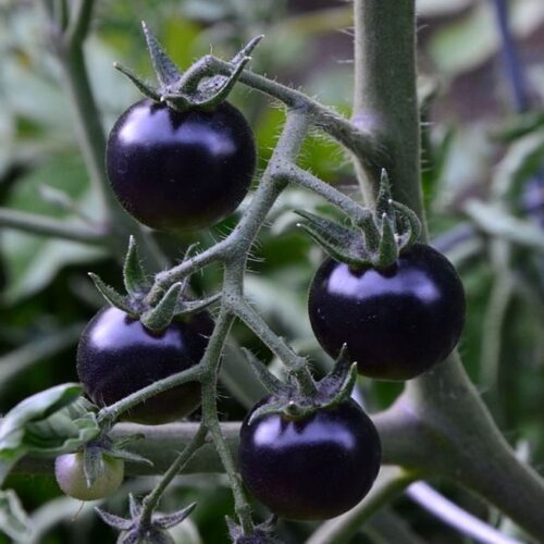 Semi di Pomodorini Neri Siciliani
