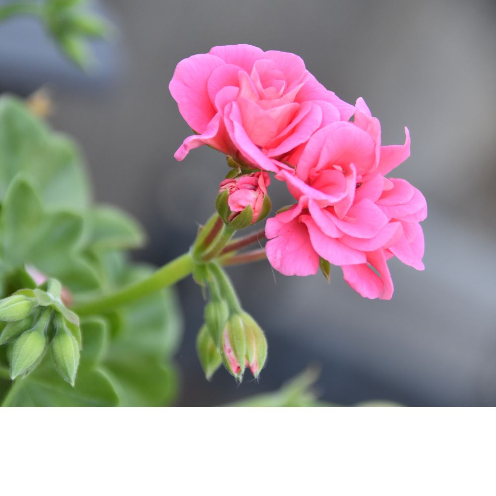 15 Semi di Geranio Citronella – Pianta Antizanzare Profumata